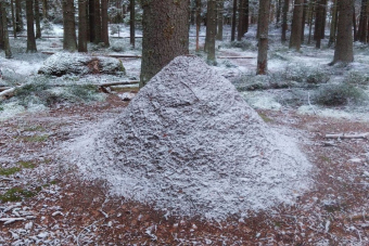 Несерьезный экомаршрут: аудиоэкскурсия по экотропе «Комаровский берег»