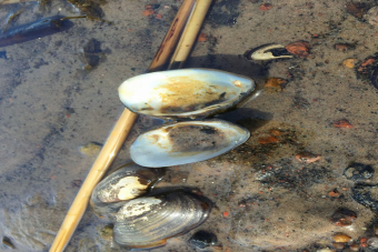 Природная экскурсия по экотропе Западный Котлин