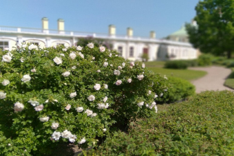 Экскурсия по Ораниенбауму