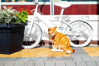 Петербург и 4 лапы