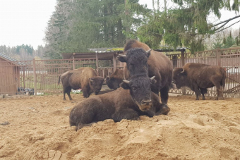 Экотур к зубрам и конная экскурсия