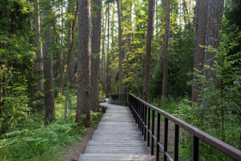 Линдуловская роща: аудиоэкскурсия по несерьезному экомаршруту
