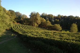 Чайно-гастрономический тур