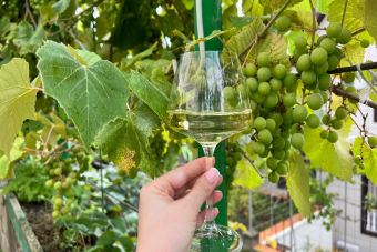 В гостях у винодела: дегустации, улитки и живопись вином!