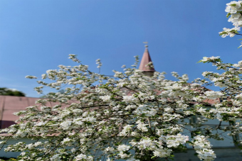 Приоратский дворец в Гатчине в мини-группе