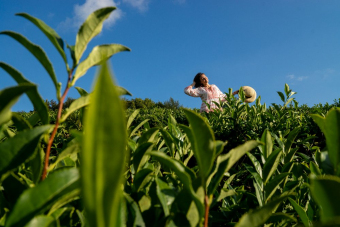 Сочи, который вы не знали: дикая природа Солох-Аула, с комфортом