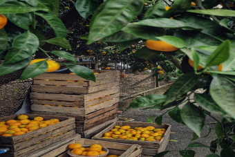 Золотое кольцо Абхазии из Адлера, Сочи и Красной Поляны