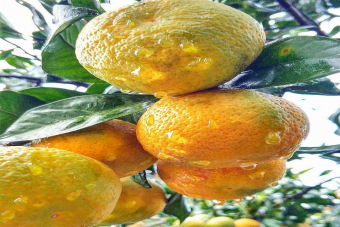 Великолепная Пицунда — супермаршрут на один день