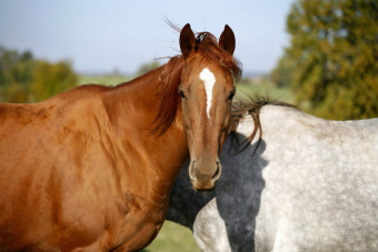 Мир лошадей: конная экскурсия