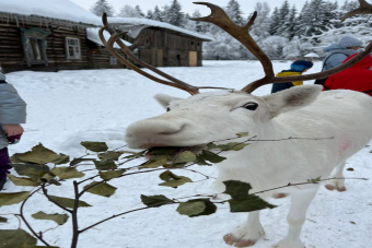 Новогодняя эко-экскурсия: кормление оленей и верховая прогулка