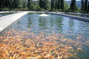 Все лучшее в Сочи за один день!