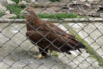 В мире животных или знакомство с фауной Кавказа