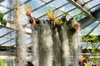 Многогранные субтропики: прогулка по оранжереям Ботанического сада