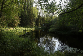 Линдуловская роща: аудиоэкскурсия по несерьезному экомаршруту