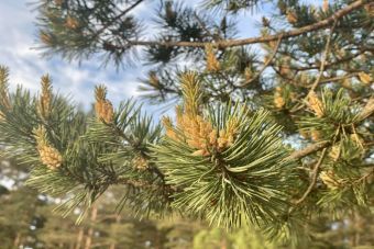 Несерьезный экомаршрут: аудиоэкскурсия по экотропе «Комаровский берег»