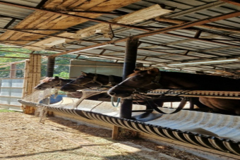 Конный тур к Ахштырской пещере