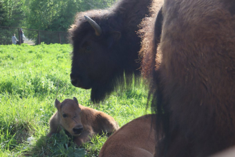 Экотур к зубрам и конная экскурсия