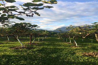 Гостеприимная Абхазия. Трансфер до р. Псоу.