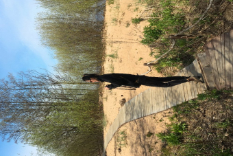 Природная экскурсия по экотропе Западный Котлин