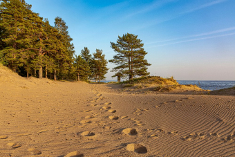 Несерьезный экомаршрут: аудиоэкскурсия по экотропе «Комаровский берег»