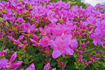 Многогранные субтропики: прогулка по оранжереям Ботанического сада