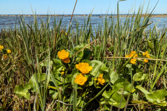 Природная экскурсия по экотропе Западный Котлин