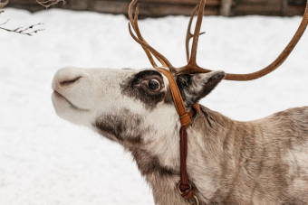 Новогодняя эко-экскурсия: кормление оленей и верховая прогулка