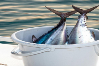 Рыбалка на тримаране или яхте в Центральном Сочи