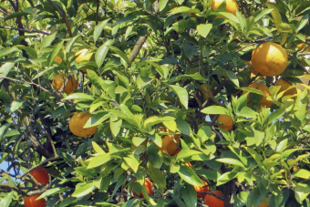 Сочи, горы, море — обзорная экскурсия