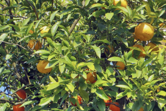 Сочи, горы, море — обзорная экскурсия