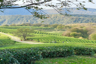 Авторский тур в Мацесту с посещением винодельни