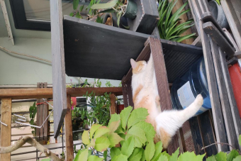 Дворики московские: дворцы, особняки и доходные дома столицы