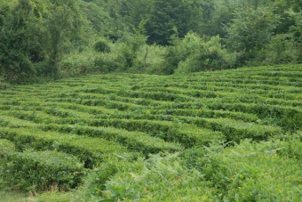 Чайные терема