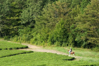 Конный маршрут к «Чайным домикам»