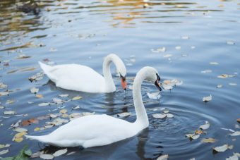 Санкт-Петербург: аудиопрогулка по району вокруг Лахта Центра
