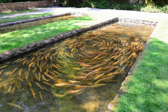 Экскурсия в горный поселок Солох-Аул из Сочи на родину русского чая