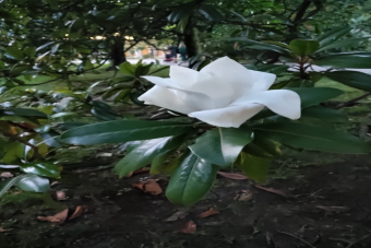 Сочи, море, Новый год!