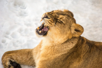 Гран-тур Вся Карелия и Валаам на аэролодке