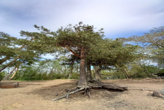 Сестрорецк — русская Финляндия (с профессиональным гидом на комфортном автомобиле)