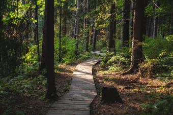 Несерьезный экомаршрут: аудиоэкскурсия по экотропе «Комаровский берег»