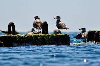 Трансфер до/из аэропорта Сочи