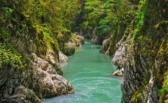 Незабываемая природа местных субтропиков