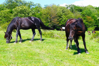 Конные прогулки по Национальному парку