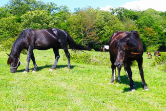 Конные прогулки по Национальному парку