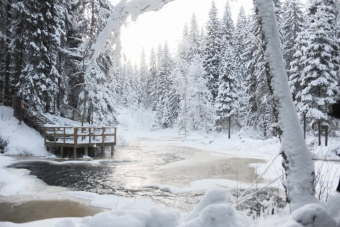 Активный тур в Карелию 3. Снегоходы, собачьи упряжки и олени