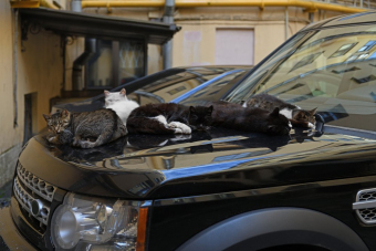 Сердце петербургской истории: доходные дома, дворы и парадные