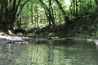 Конный маршрут «Долина Пседаго»