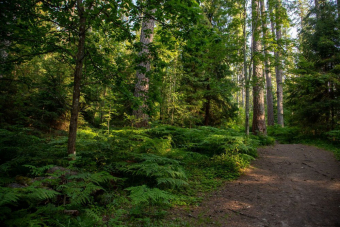 Линдуловская роща: аудиоэкскурсия по несерьезному экомаршруту