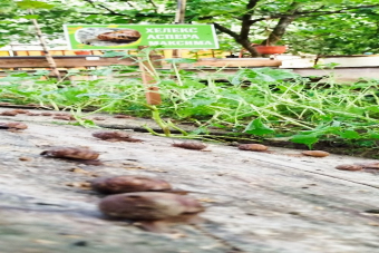 Эко-ферма «Большая улитка» — первая уличтоная ферма в Адлере