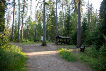 Линдуловская роща: аудиоэкскурсия по несерьезному экомаршруту